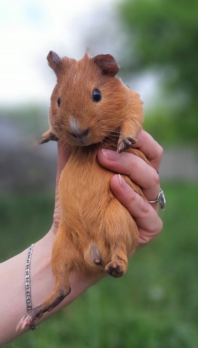 Морская свиночка,морская свинка,морська свинка,морські свинки