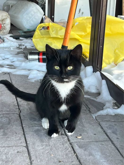 отдам котят в хорошие  руки