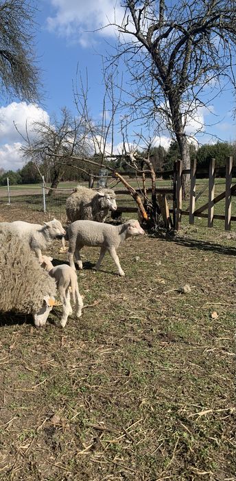 Młode baranki ,owieczki.