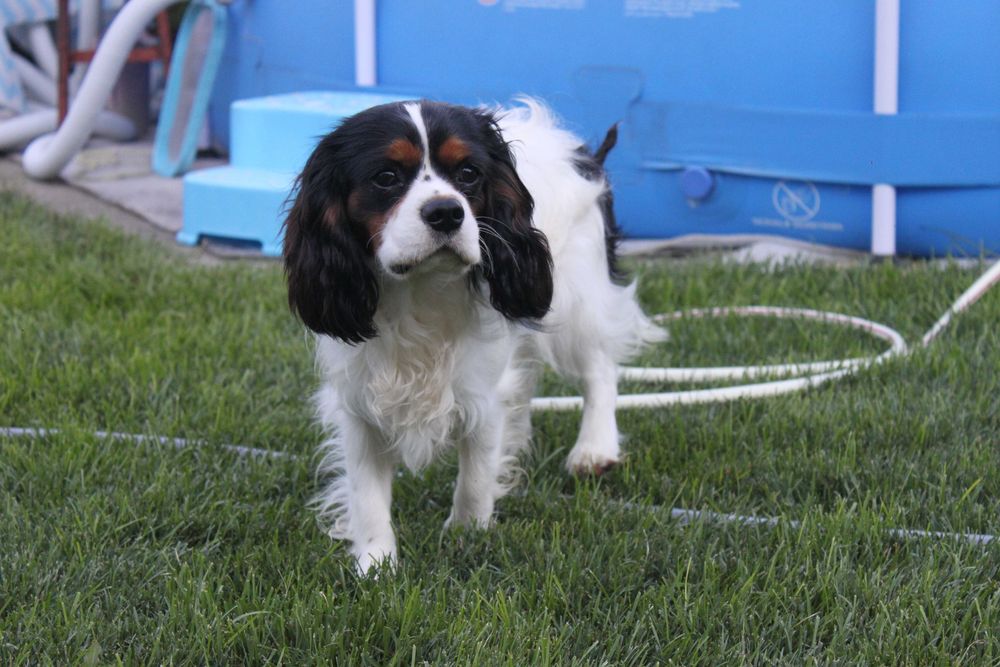 Кавалер Кінг Чарльз Спаніель триколор, хлопчик