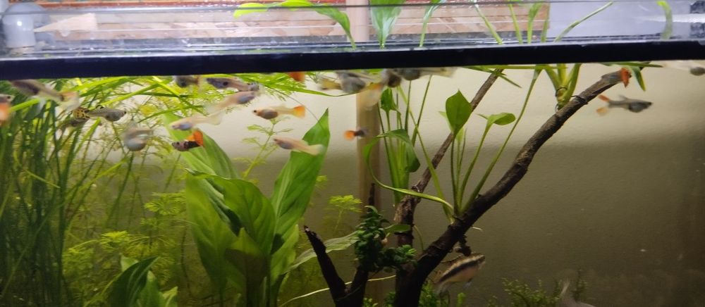 Guppies e kribensis juvenis 1€