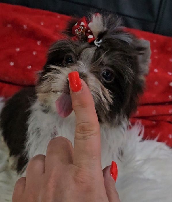 Cudna urocza energiczna mini księżniczka Choco White York