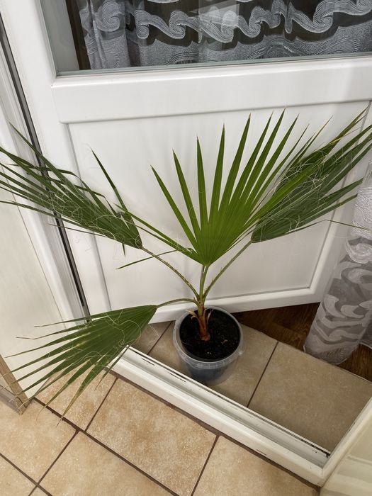 Пальму Впшингтонію 5 річну