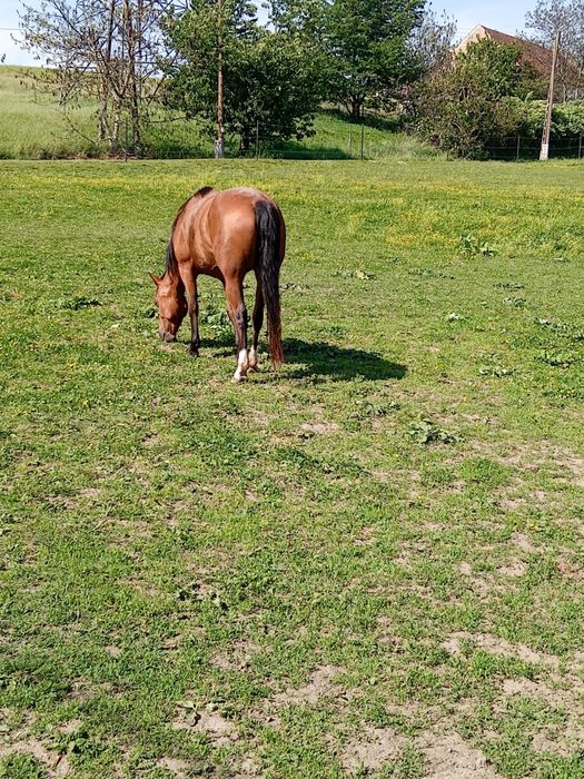 Klacz AQH 04.2016r