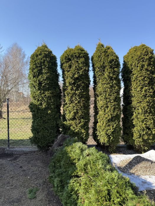 Sprzedam tuje 3 szt - 3 metry