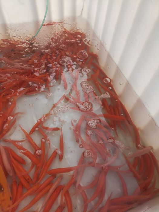 Karp Lin Amur Jesiotr Tołpyga