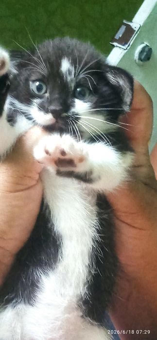 Отдам срочно  котенка
