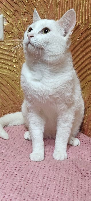 Британська біла короткошерстна