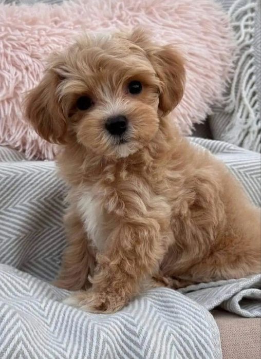 Мальтипу Київ, чистокровні від титулованих батьків. Мальтіпу