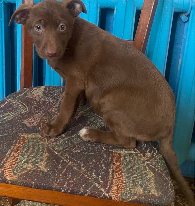 Цуценята (1 хлопчик і 2 дівчинки) 1,5 місяці