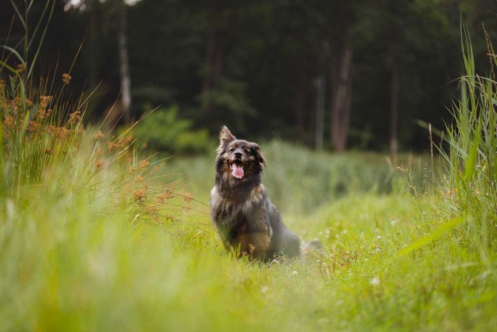 Saba, Sabcia Sabunia szuka domu