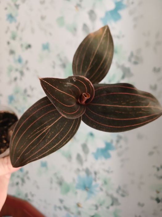 Лудізія Біколор - дорогоцінна орхідея