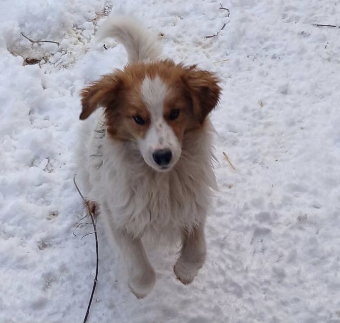 Хлопчик Вінні шукає дім!