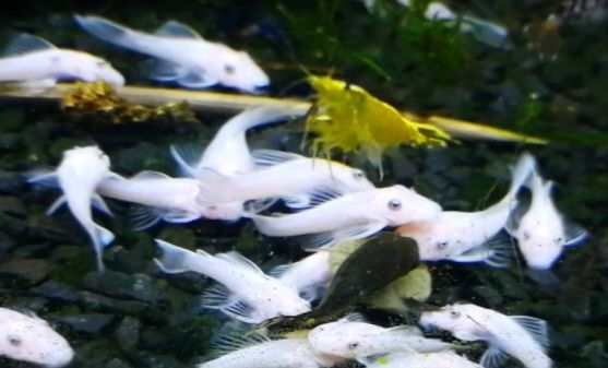 Ancistrus Snow White