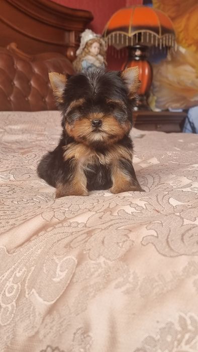 Розкішні міні гноміки