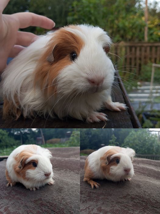 Морська свинка, хлопчик