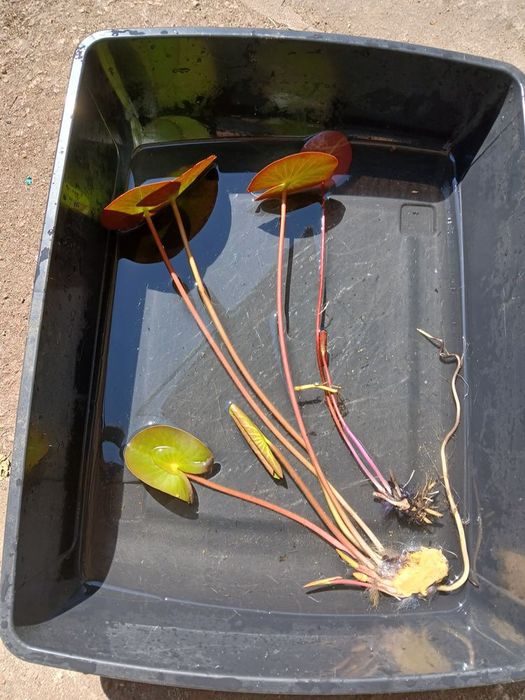 Nenúfares rosa escuro, rosa claro e brancas