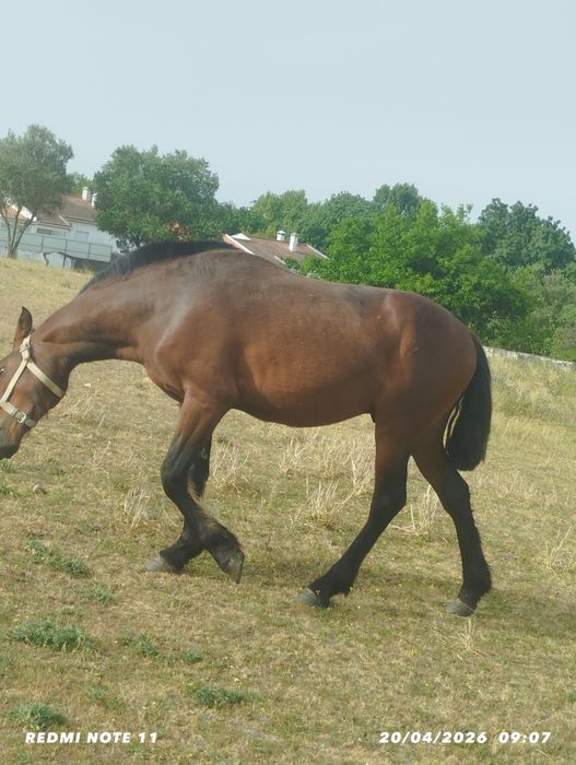 Cavalo cruzado quarto de milha.