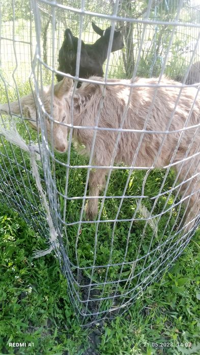 Продам козенят 3 місячних