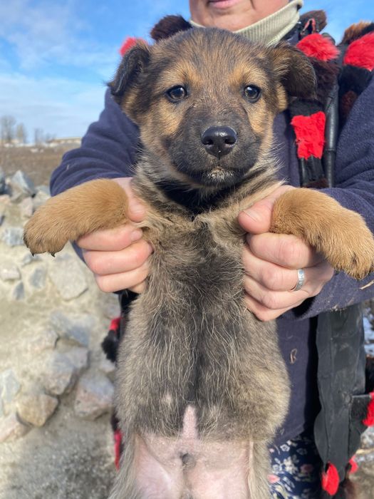 Мишка красивейший мальчик 2 мес.