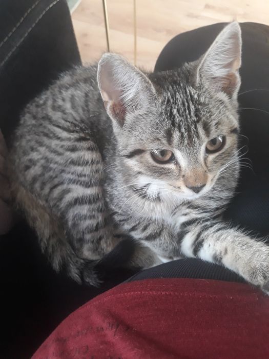 Kotka kilkanaście tygodni do adopcji