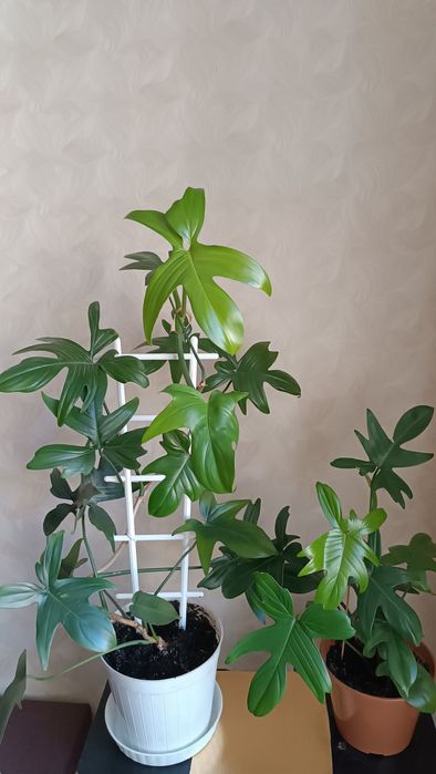 Цветок Лиана филодендрон