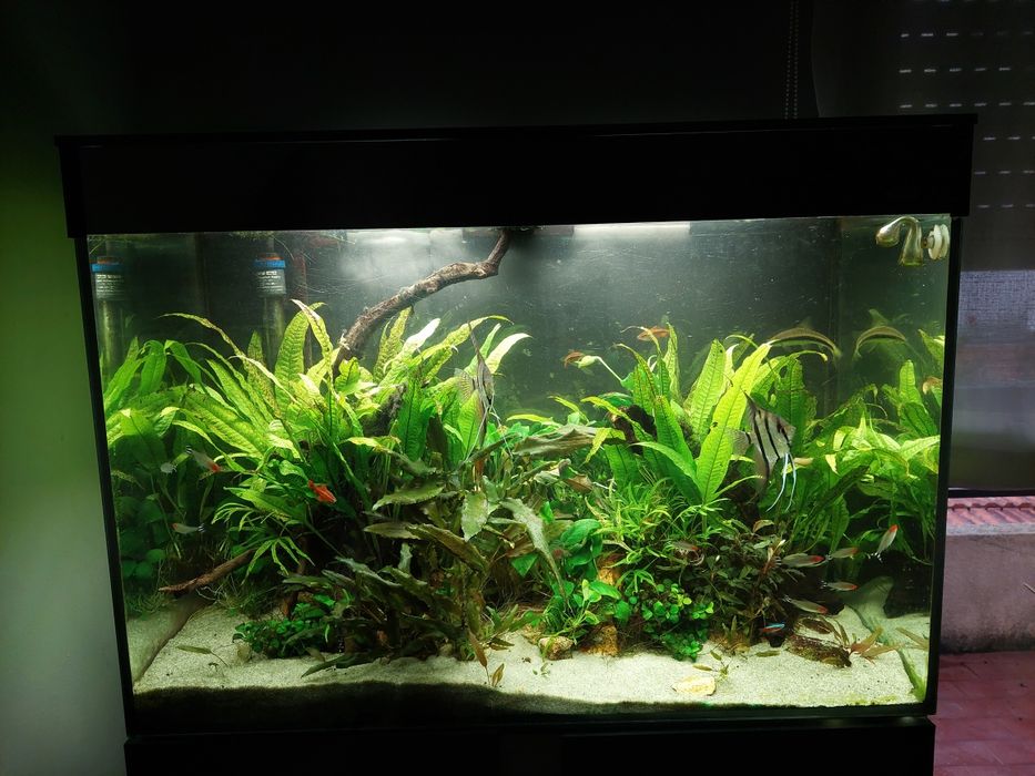 Aquario e móvel Ciano emotions 80 cm