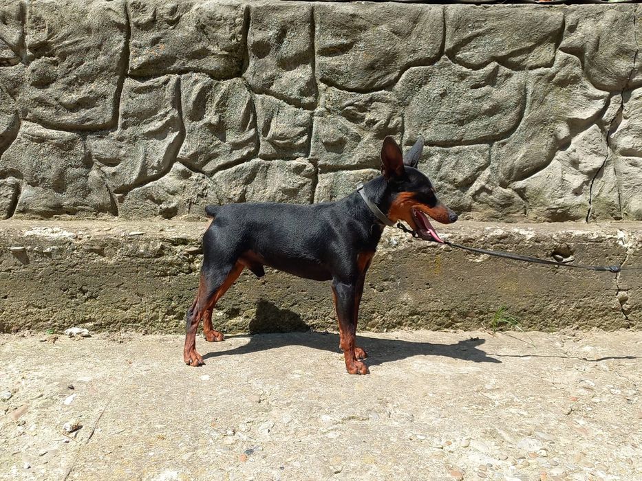 В'язка карликовий пінчер