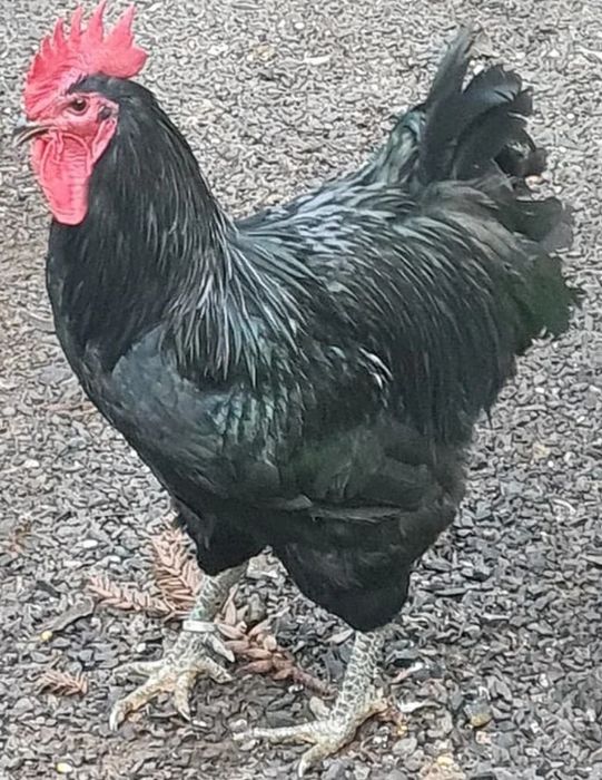 Vendo ovos galados de galinha Jersey Gigante Negro