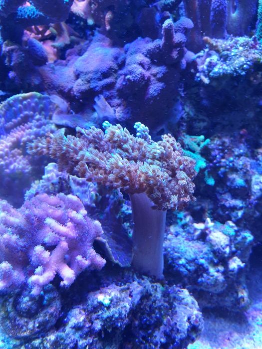 Sprzedam koralowiec miękki CAPNELLA XL.