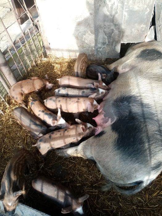 Поросята мясного направления