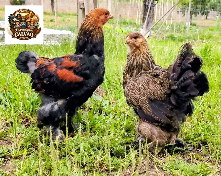 Galinhas galos Brahmas