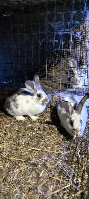Króliki mix termądzkich