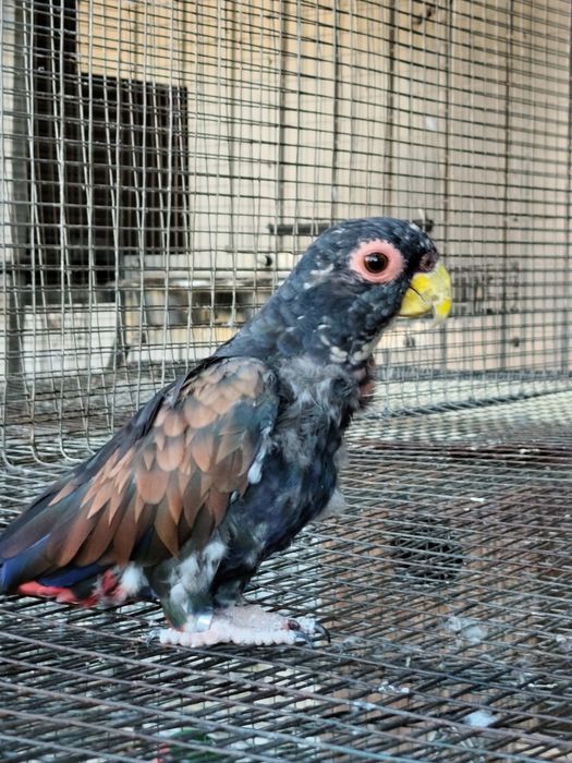 Pionus chalcopteros - casal adulto