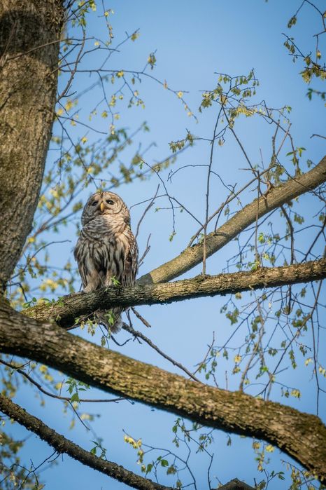 Ornitolog, dendrolog - ekspertyzy, opinie