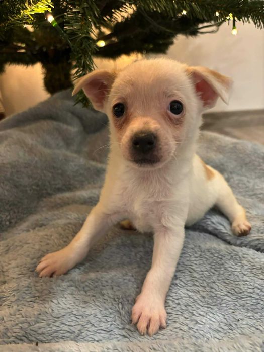 Maleńkie łapki, wielkie serce – poznaj Lady”