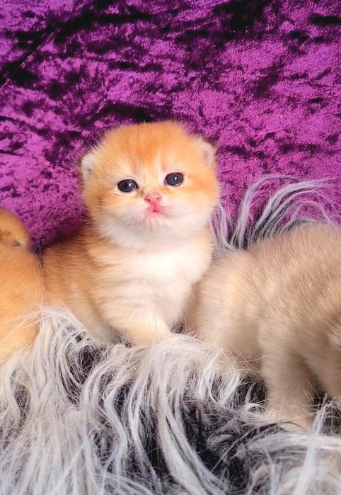 Твой котик мечты здесь! Ручные котята золотая шиншилла.
