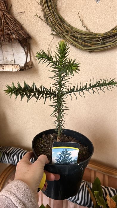 Araukaria Małpie drzewo 30cm