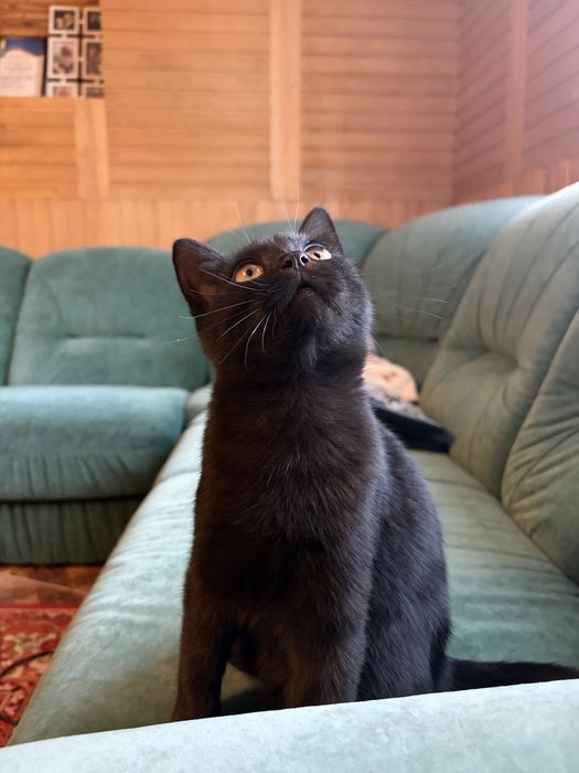 Класні чорненькі коти, кошенята