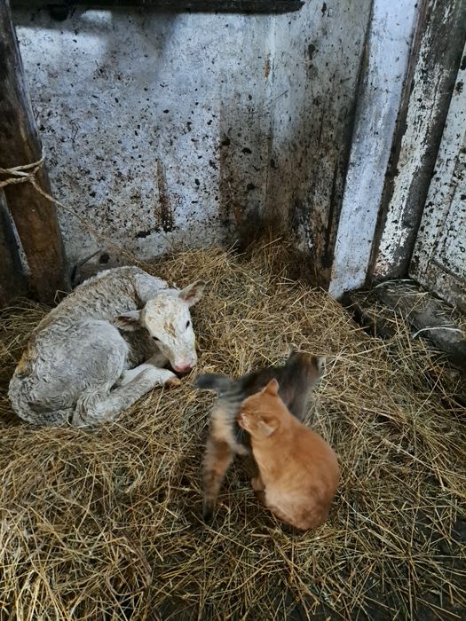 Продається молочне теля