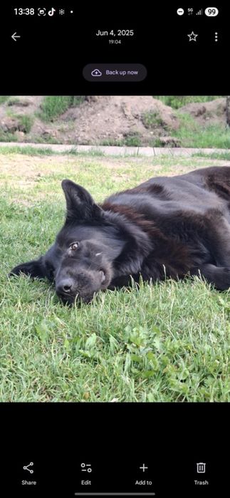 Owczarek niemiecki do adopcji 2 suczki