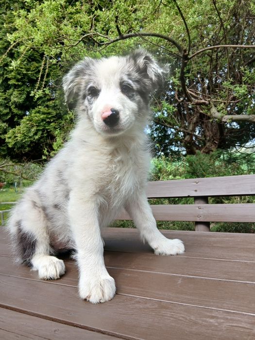 Border collie blue merle