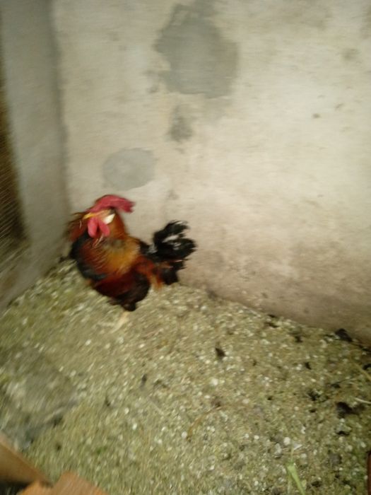 Vendo Garnizes puros