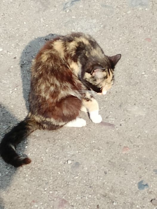 Za darmo oddam kotkę