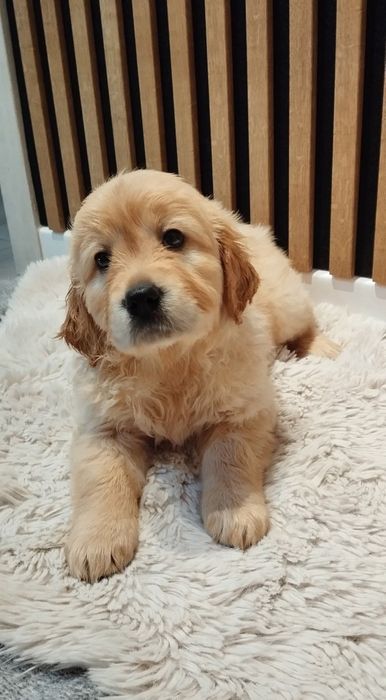 Zapowiedź miotu Golden Retriever Maj 2026