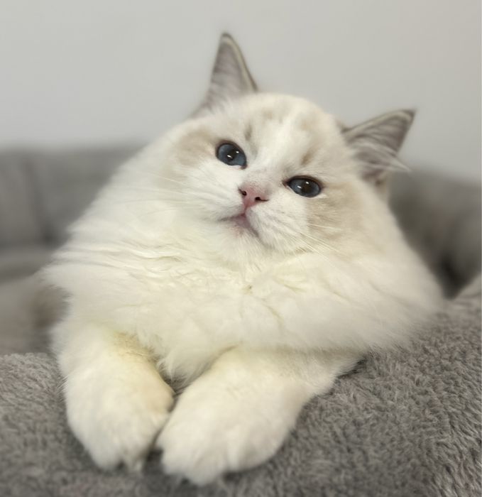 Kotka Ragdoll hodowlana blue bicolor lynx FPL/FIFE do hodowli