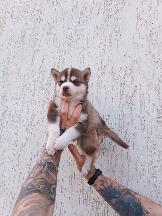 Сибірський хаскі