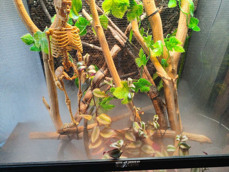 Terrarium dla kameleona