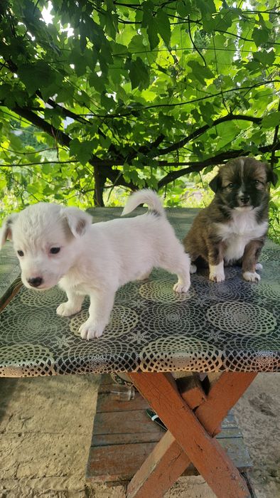 Цуценя в добрі руки