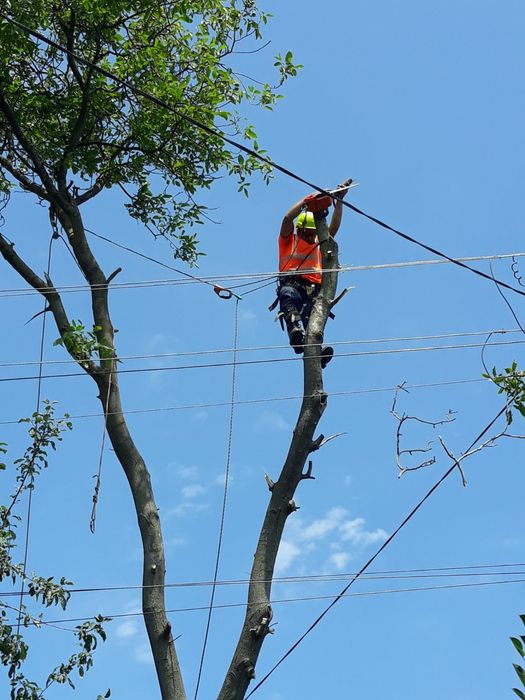 Спил аварійних дерев